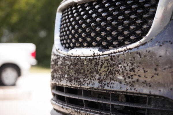 Bugs on a car's grill