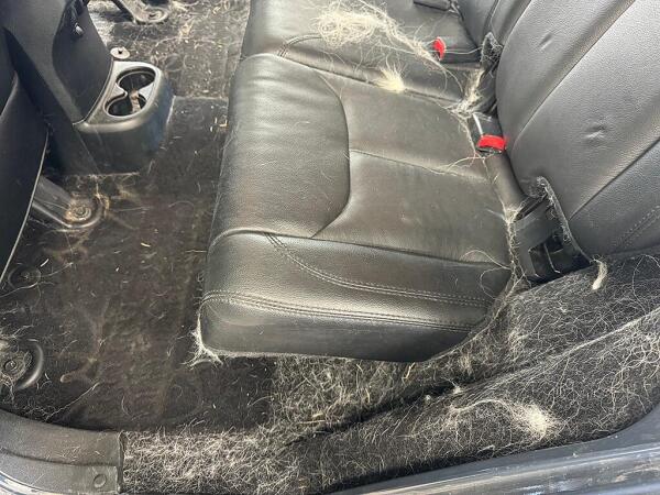 Pet hair on the rear driver side seat, floor & in between the frame & seat. Showing the thick layer of pet hair in the car. 