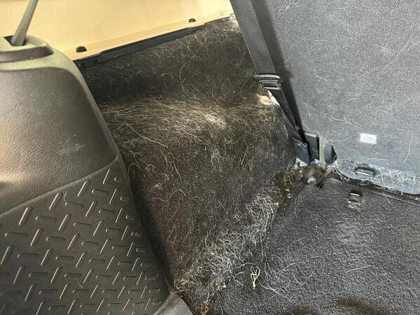 The inside of the left back side of a car. Showing how much hair there was before the interior detailing by Andy's Autowash.